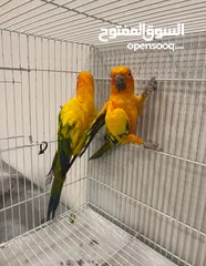 1 ثنين صن كنيور