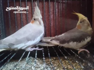  2 عصافير كوكتيل للبيع