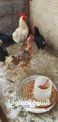  1 بيض و دجاج عماني وفرنسي و رومي للبيع