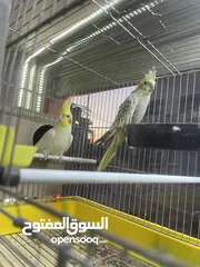  1 اربع ازواج كوكتيل  صحة ونظافة شغالات 100‎%‎