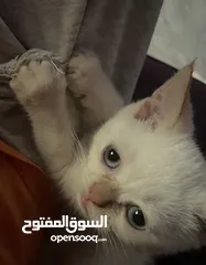  4 قطط للبيع بسعر جيد جدا و عمرهم 3 شهور ذكور