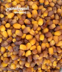  1 الواحات البحريه