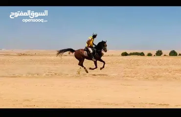  4 حصان عربي واهو مسجل مواليد 2013 فحل