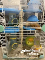  1 hamster هامستر للبيع عدد 7