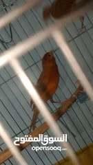  2 جوز كنار نحاسيات نار