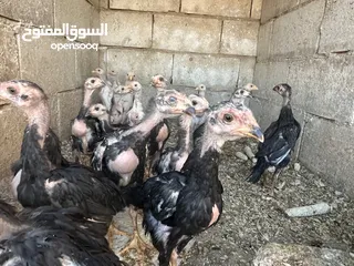  7 دجاج باكستاني الماني للبيع كوم  او كل دجاجه مع فراخها +فراخ عمر من 45 ل60 يوم