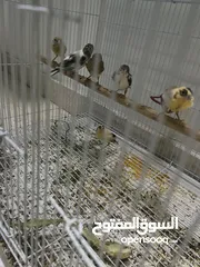  5 طيور كناري  من انتاجي