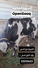  6 للبيع مجموعة حيوانات ومواشي