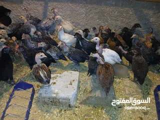  12 فرخات عمر 3 شهور وشهرين ونص