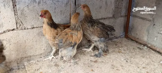  3 متاح صيصان براهما عمر 5 اشهر