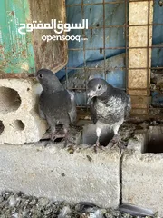  5 زغاليل للبيع معبيت لحم جاهزات لذبح