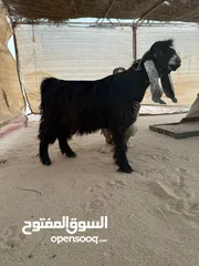  1 نشتري غنم ومعزة طليان اي كمية