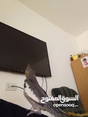  5 ببغاء كوكتيل اليف جدنننننن