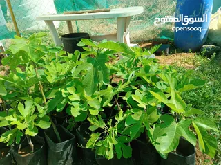  4 اشتال عنب بلدي وشامي للبيع