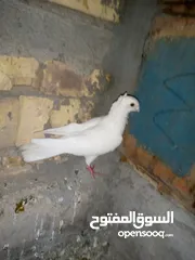  2 حمام زواجل ودشش