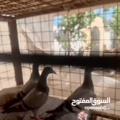  4 حمام زاجل فطام جديد دماء قوية  ثلاثة فراخ نخب  مطلوب 12دينار  اربع دينار الواحد