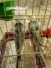  3 عصافير نوع هوقو رومو