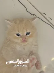  3 قطط  بصحه و عافيه