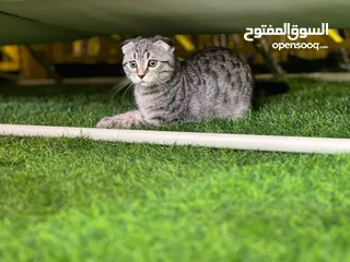  12 Scottish fold cats male and female  3 month old