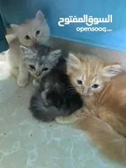  4 قطط صغيره لبيع