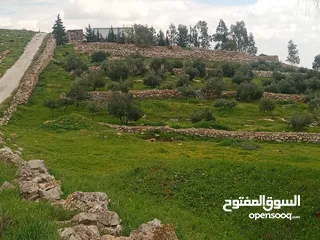 6 لقطة مزرعة مميزة 7 دونمات اراضي جرش عنيبة مشجره جاهزة