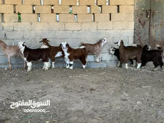  15 ذبائح عمانيه مع الذبح والسلخ