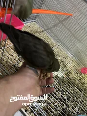  4 Love birds for sale طيور حب للبيع