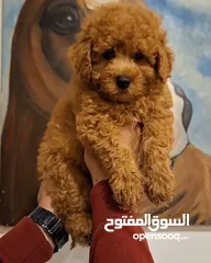  1 toy poodle T_cup now in Jordan  توي بودل تيكب بجميع الأوراق والثبوتيات والجواز والمايكرتشيب من روسيا