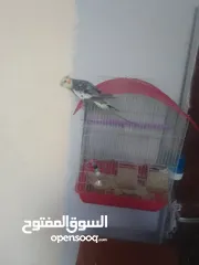  1 كوكتيل اليف