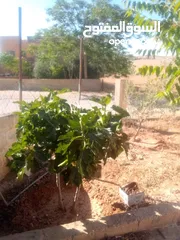  4 بيت للبيع في قريه دليله المطيرات شرق مادبا