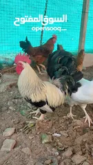  2 ديك للبيع rooster for sale