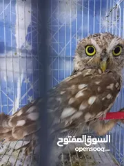  6 بوم فراخ  عقابي اوراسي اليف  بوم مقزم اليف سعره 40  وخدمة توصيل
