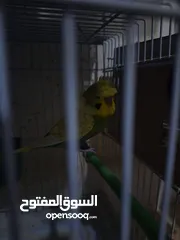  5 غرفة طيور حب هوغو وبردات انكليزي على هوغو للبيع بسعر حرق