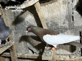  20 قطعة حمام للبيع