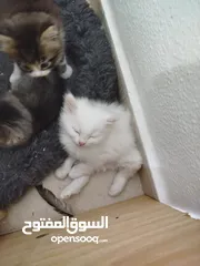  7 قطط شيرازي للبيع موجودين في عناتا