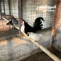  27 ضيوفنا الكرام  عيشو التجربه عنا بمزرعة وشاليه النور  مكان هادي وخصوصيه عائليه ومناظر طبيعية إلك وللأ
