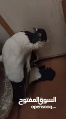 5 حمام علالول