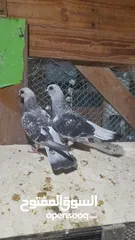  1 متاح جوز قراقطه وجوز مغبير للبيع