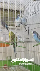  1 للبيع: عصافير حب بصحة ممتازة، في منهم تحتهم بيض!