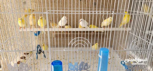  3 طيور كناري سوري