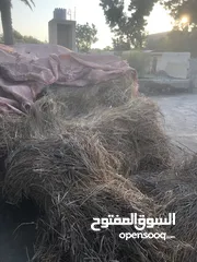  1 برايد حشيش