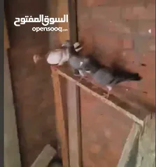  10 حمام لاحم فرنسي شغال  للبيع