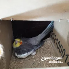  5 جوز كوكتيل نخب تحتهم بيض مع قفص كاسكو حجم كبير سعر حررررق