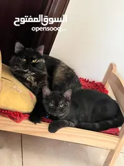  3 kitten cat mix persian mix angora