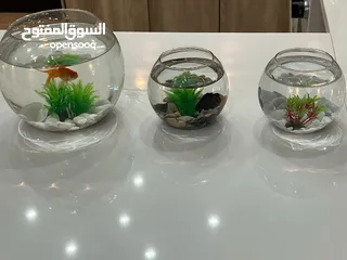  1 سمك فايتر نخب واحواض وزينة افضل الاسعار