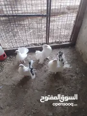  8 متاح جوز ماشاءالله موجودات طبربور