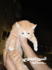  3 قطه للبيع العمر شهرين