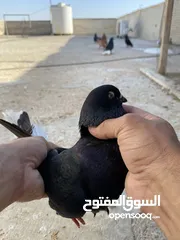 15 كوم حمام للبيع