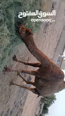  2 السلام عليكم ورحمه الله موجود اضحيه