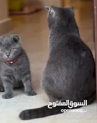  4 Scottish fold blue kitten for sale